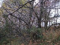 Monte Fontane